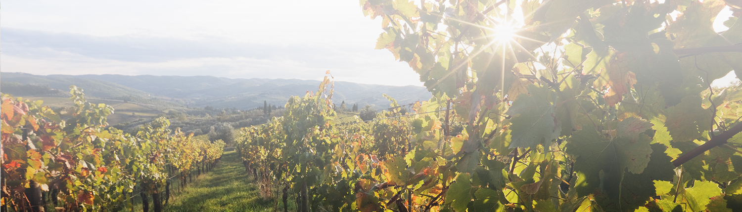 vineyard and winery financing